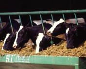 animal feed
