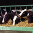 animal feed