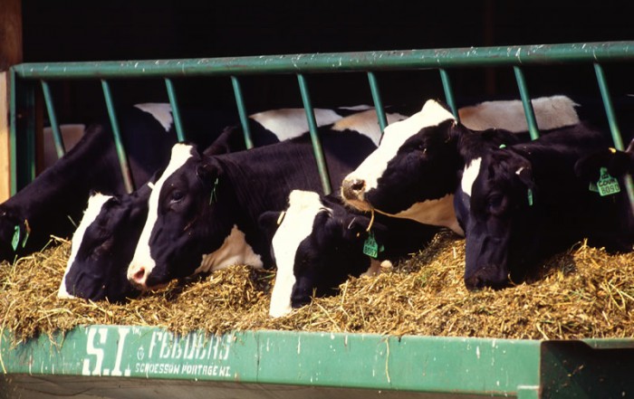 animal feed
